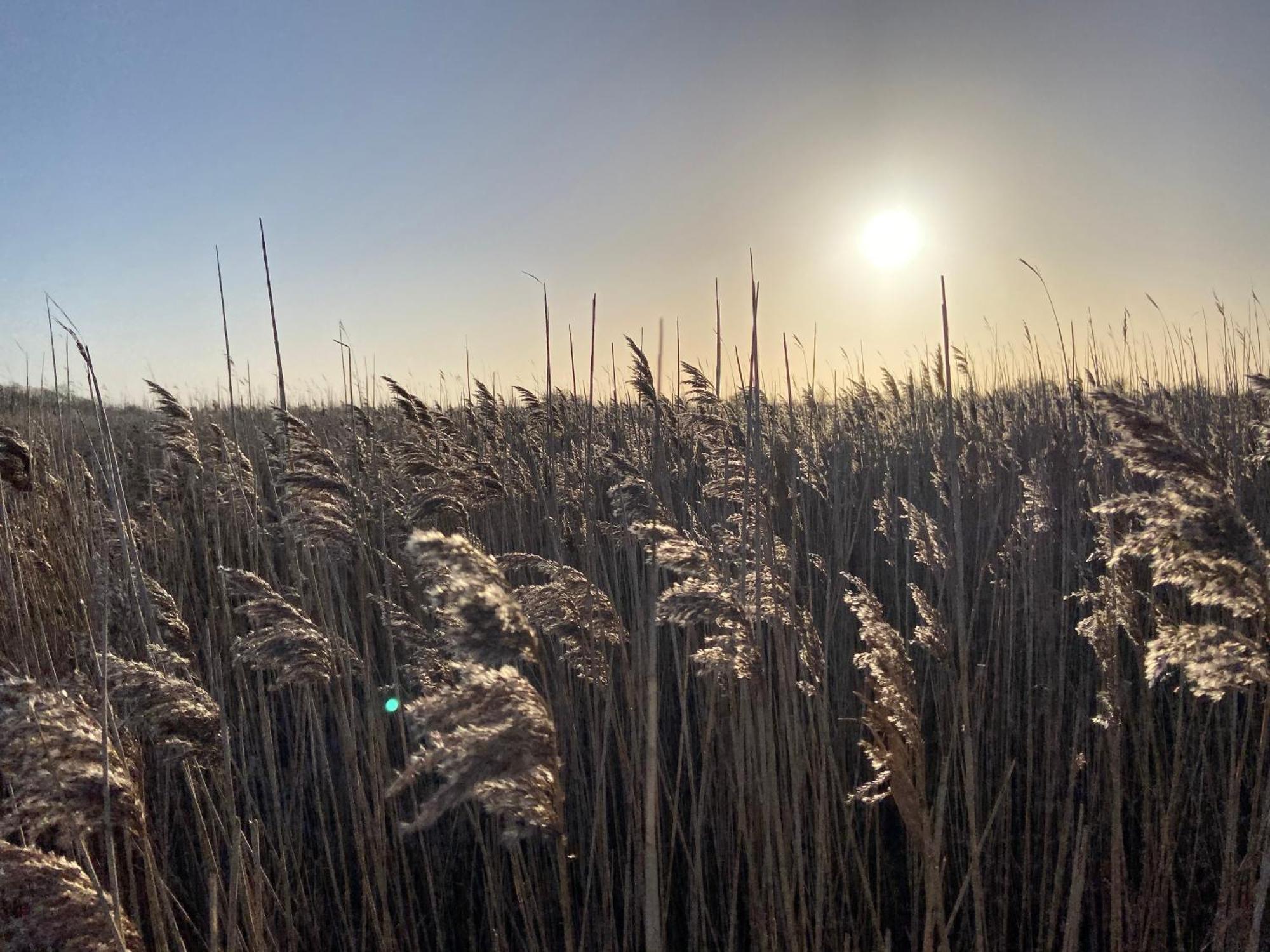 Ferienwohnung Sued Fehmarn Esterno foto